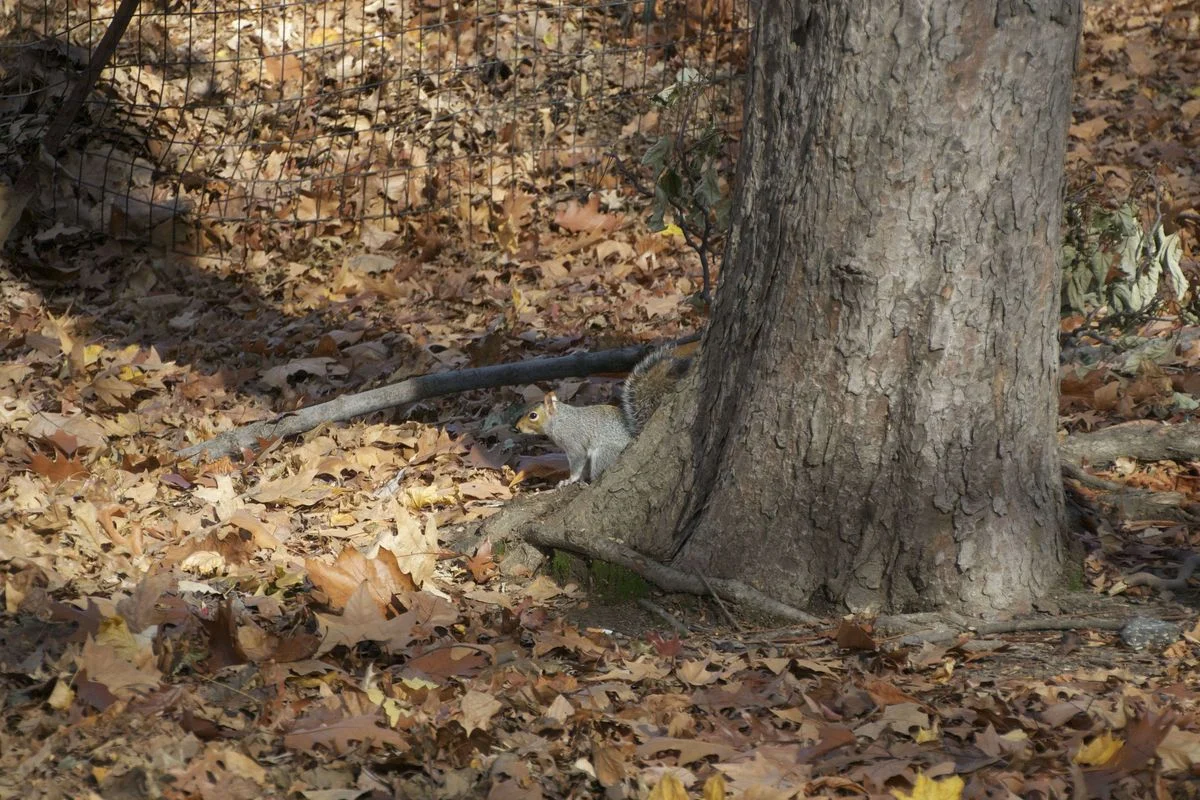 Squirrels in CP.webp
