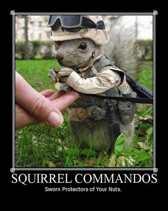 squirrels.webp