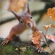 squirry.webp
