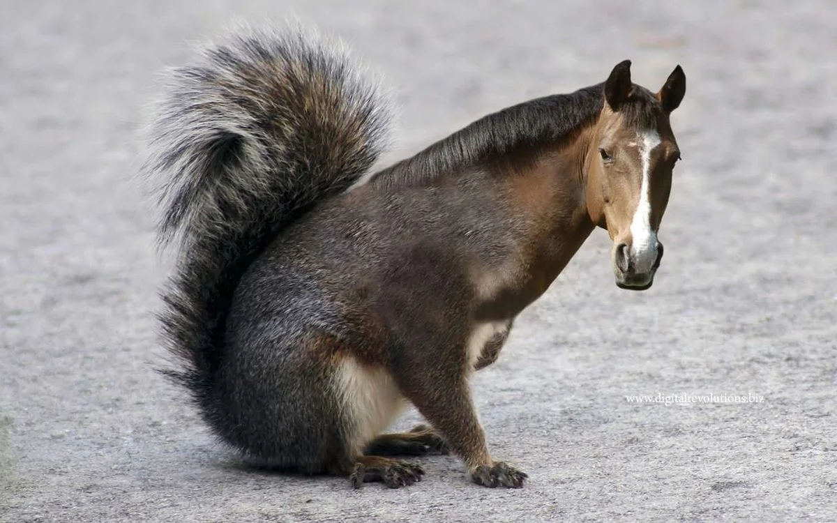 squorse_full.webp