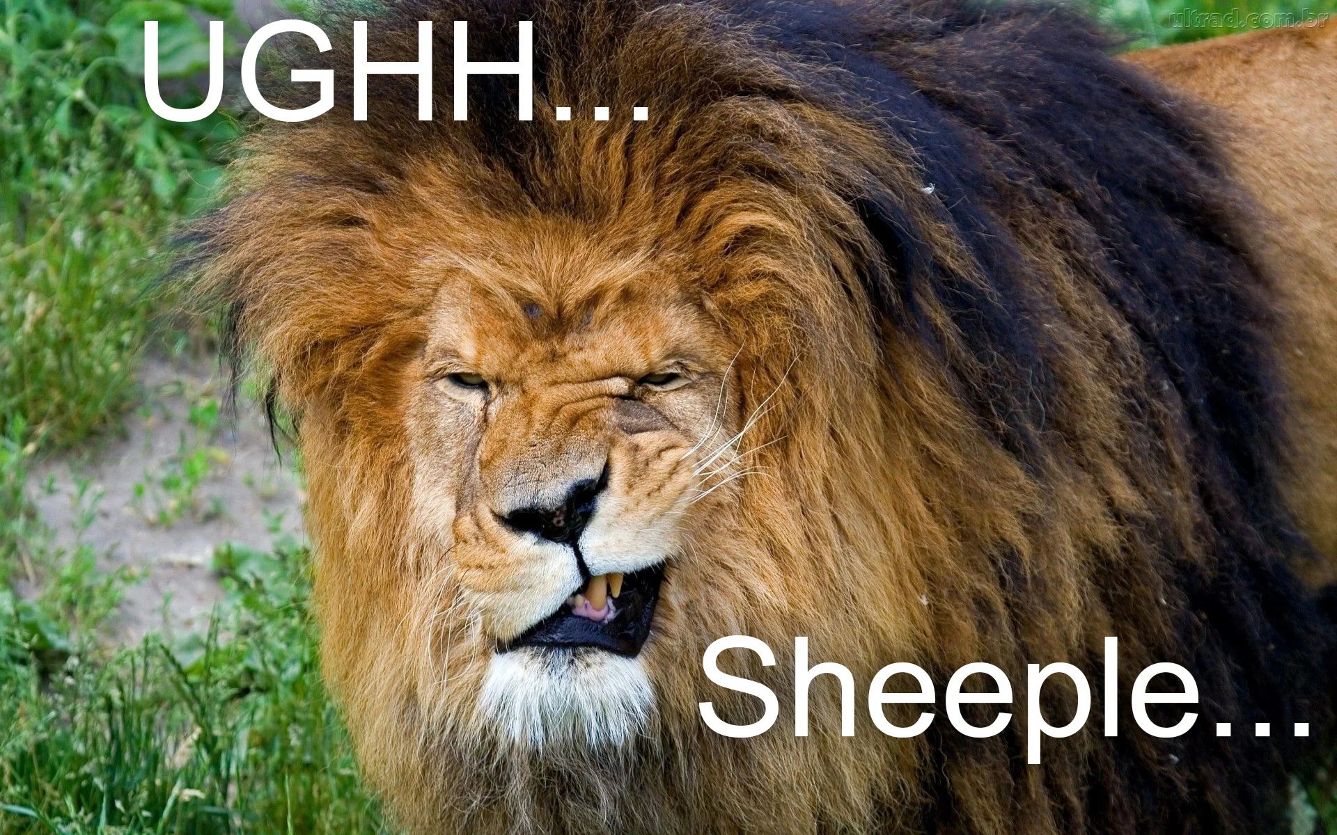 stankfacelion2.webp