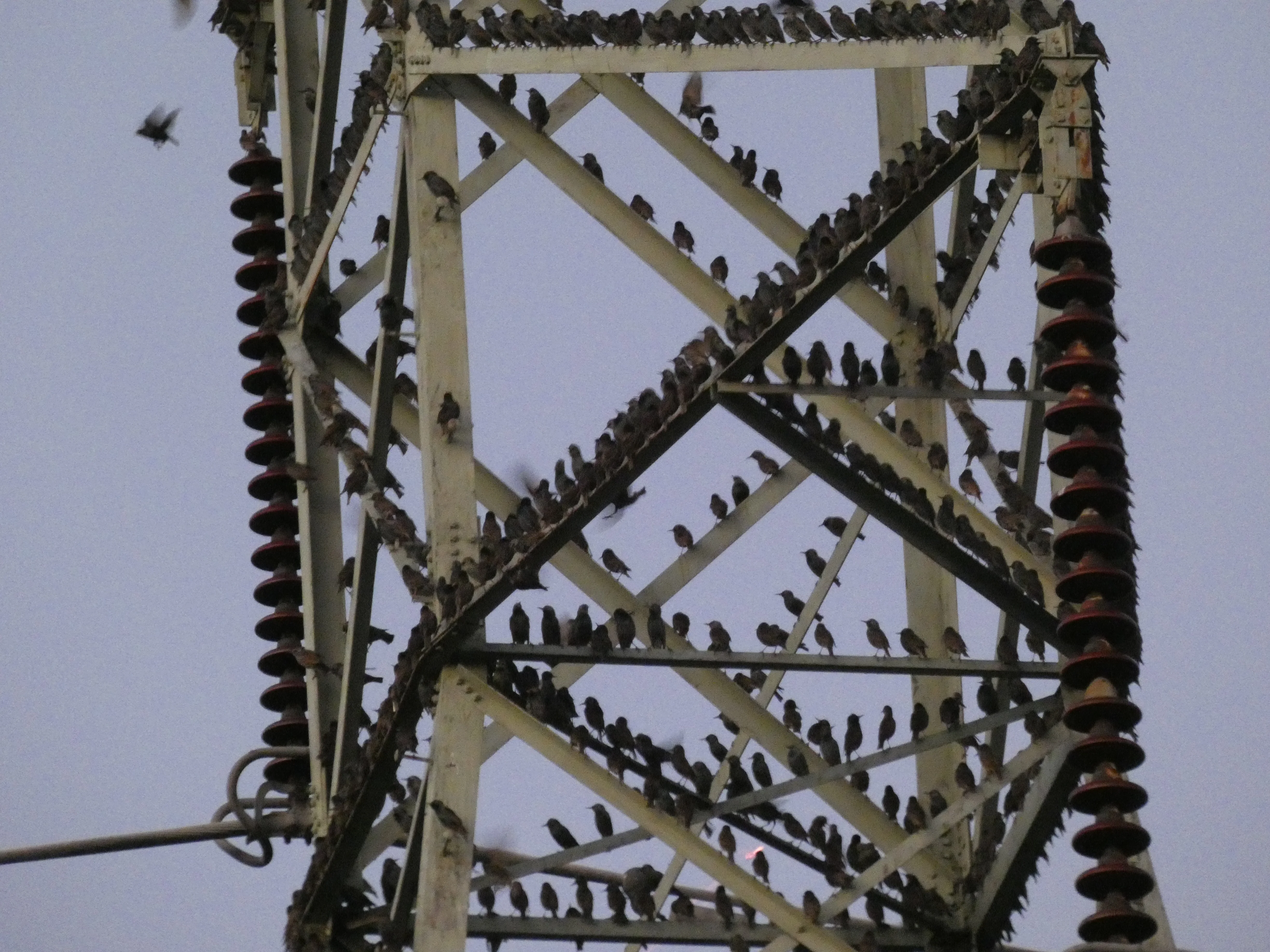 starlings on electrical tower.webp