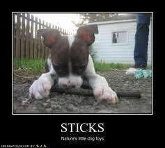 Sticks.webp