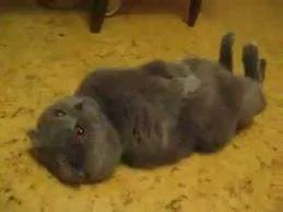 Stiff nap.webp