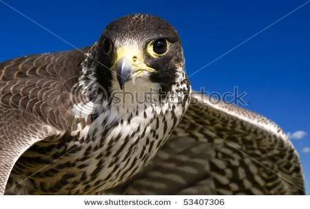 stock-photo-a-bird-of-prey-during-its-hunt-in-flight-53407306.webp