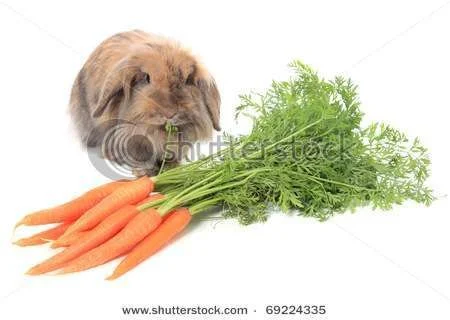 stock-photo-cute-little-bunny-eating-fresh-carrots-all-on-white-background-69224335.webp
