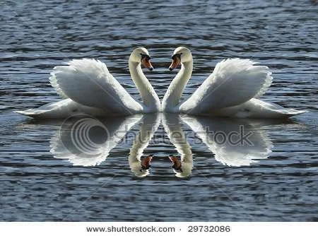 stock-photo-loving-swans-29732086.webp