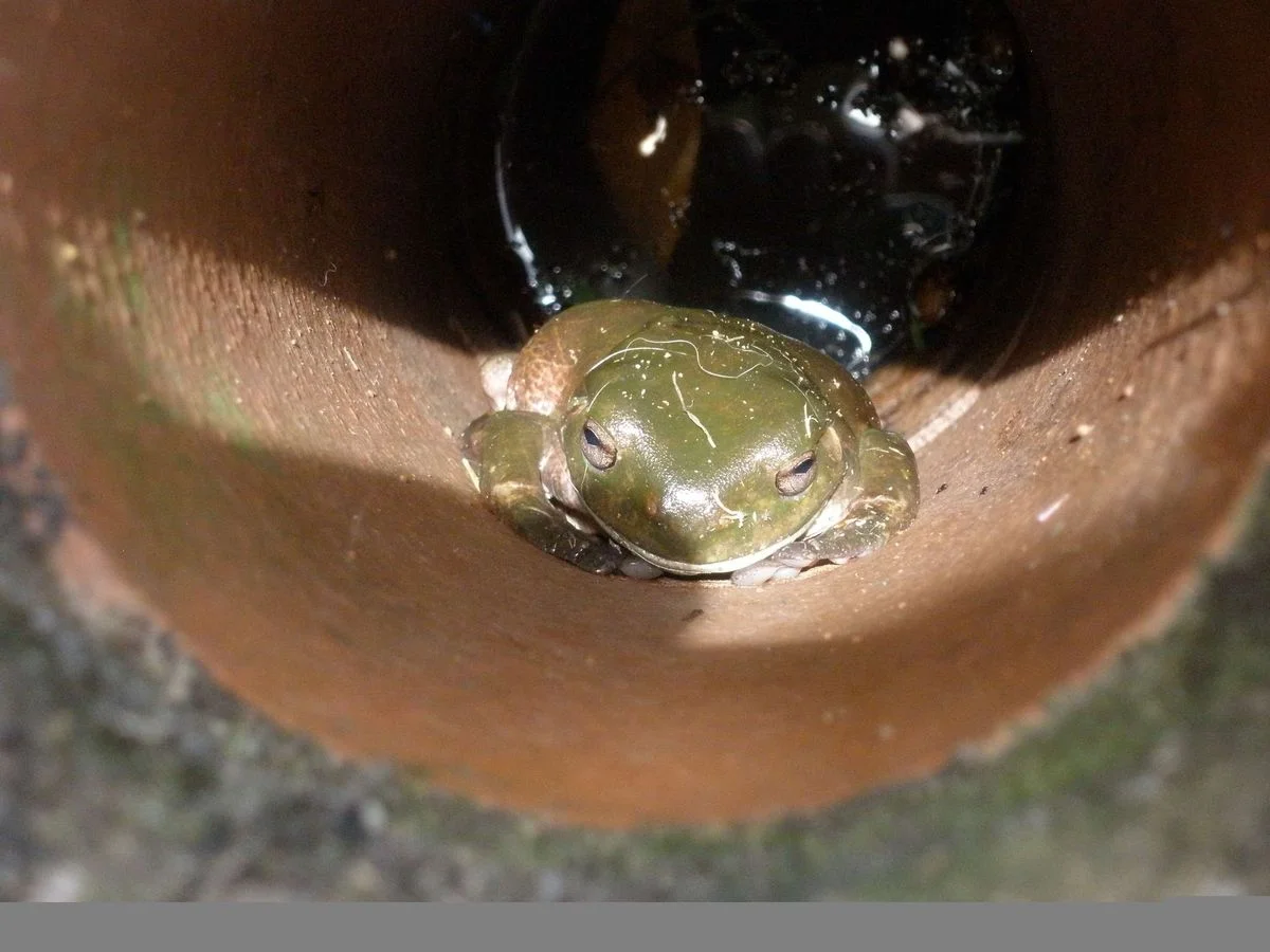 Stormwater Guard.webp
