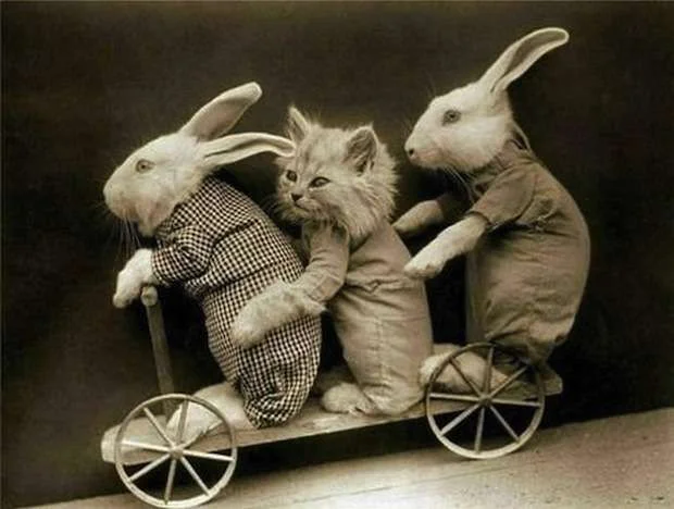 Strange-Animal-Friends-Banned-Hollywood-08.webp