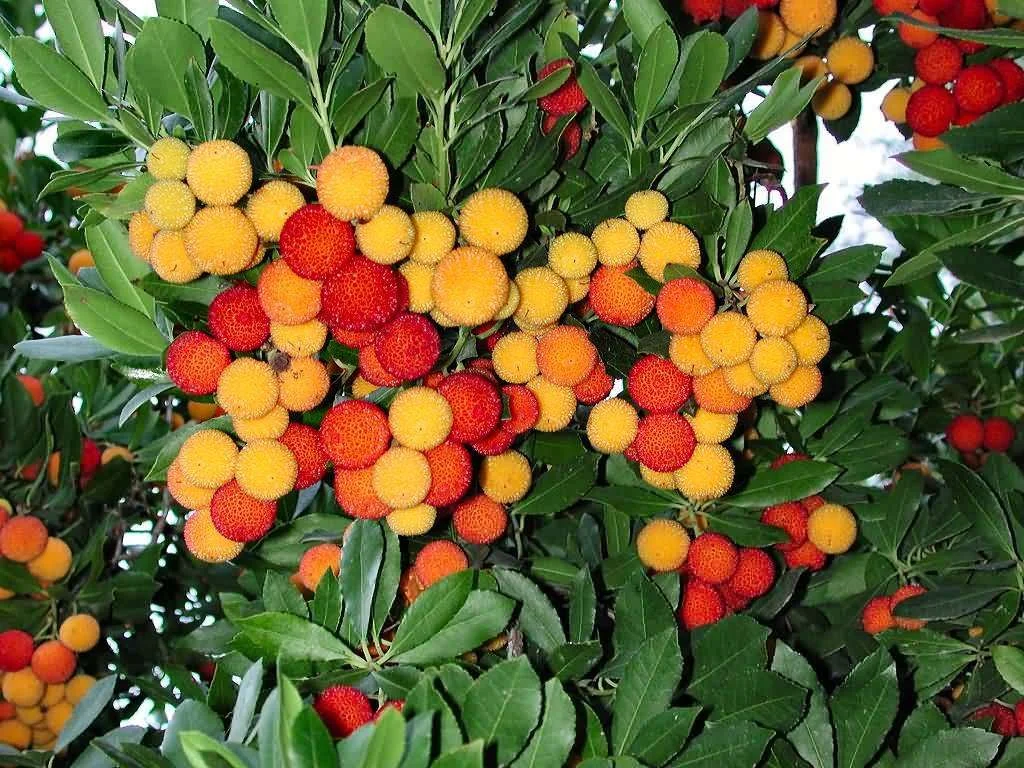 Strawberry_tree.webp
