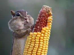 Stuffed.webp