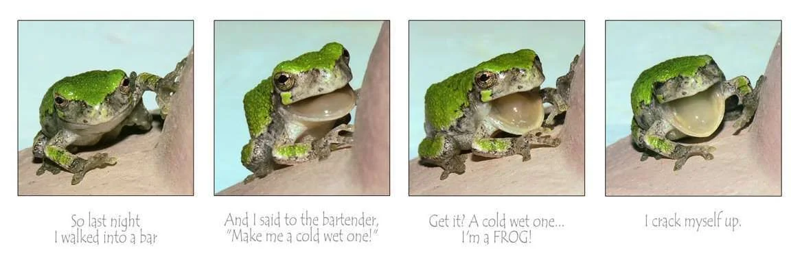 STUPID FROG JOKE_lg.webp