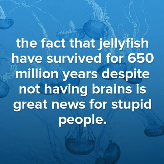 stupid jellyfish.webp