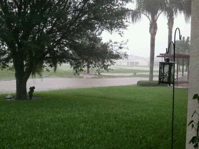 summer rain.webp