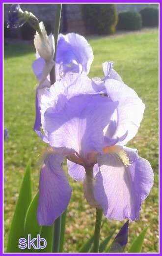 Sun Kissed Iris.webp