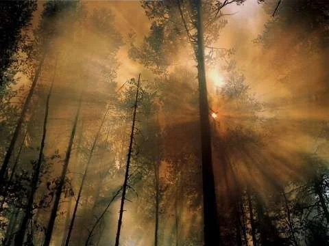 sun through trees breathtaking.webp