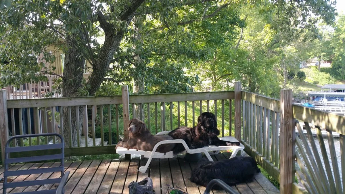 sunbathing.webp