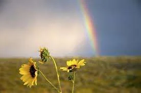 Sunflowers after storm Rainbow.webp