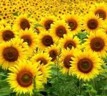 sunflowers2.webp