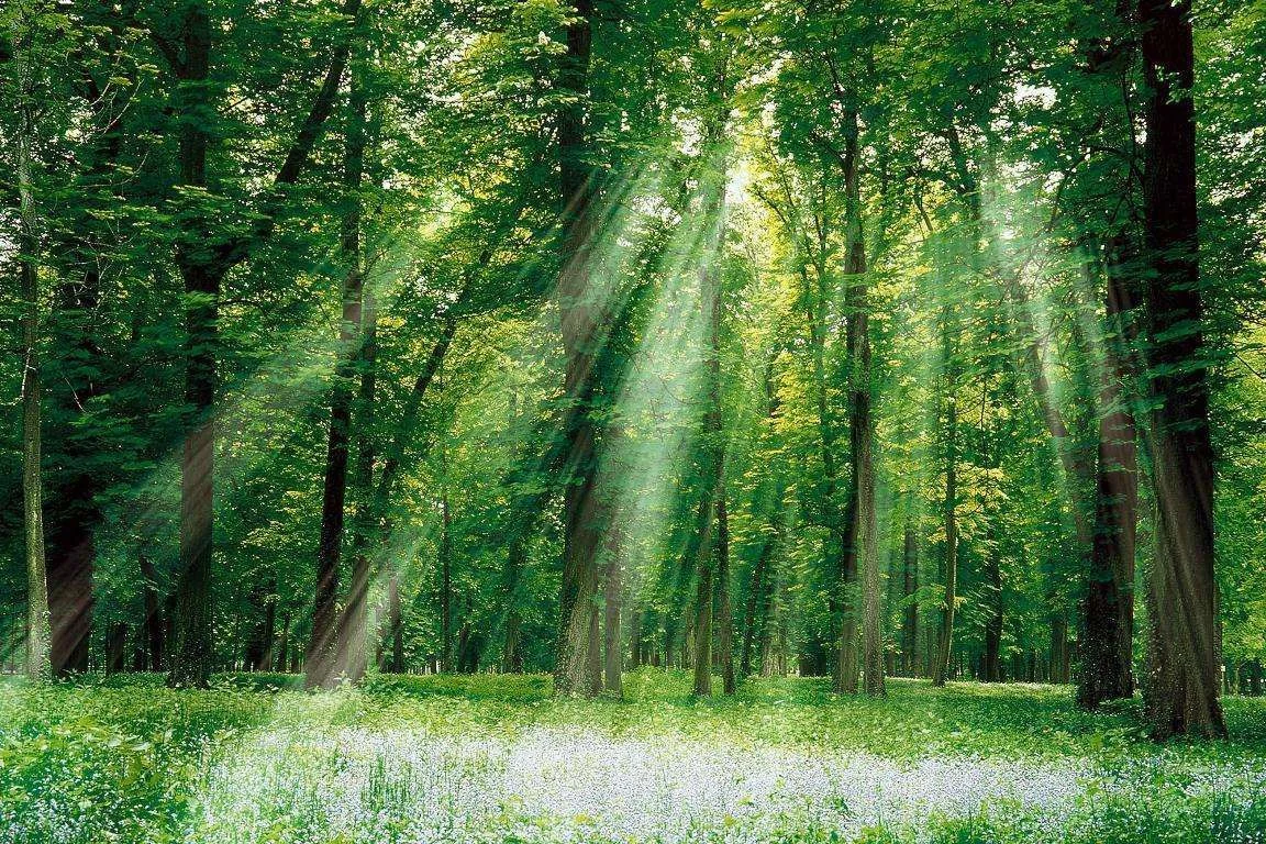 SunlightForest.webp