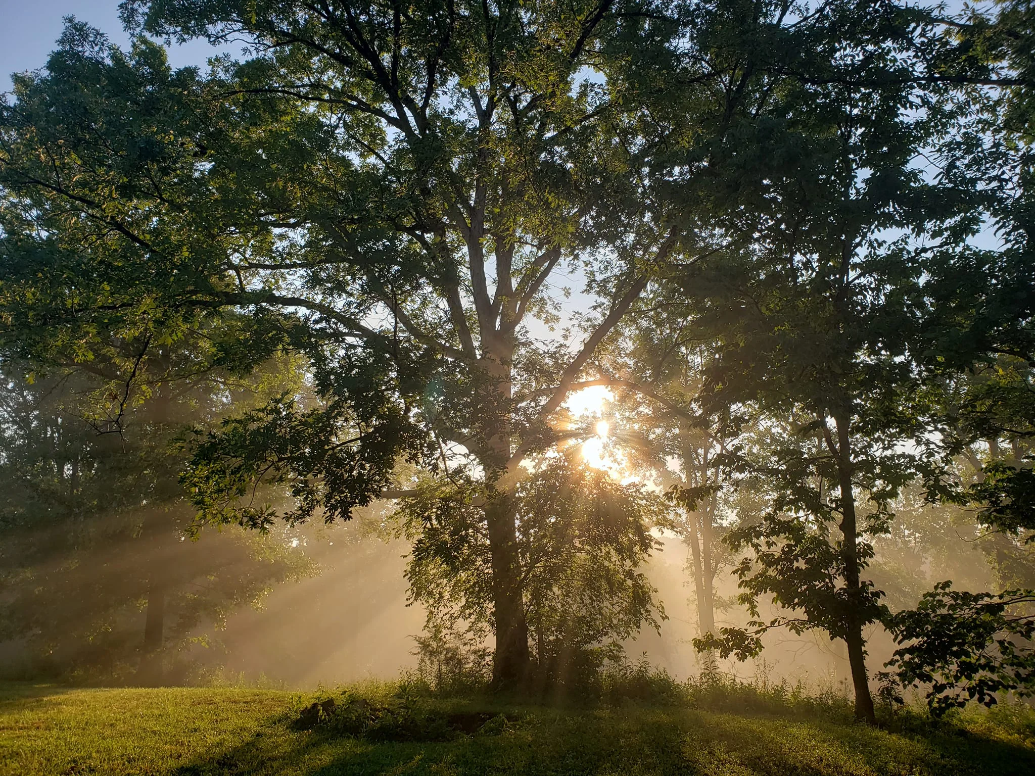 Sunrays.webp