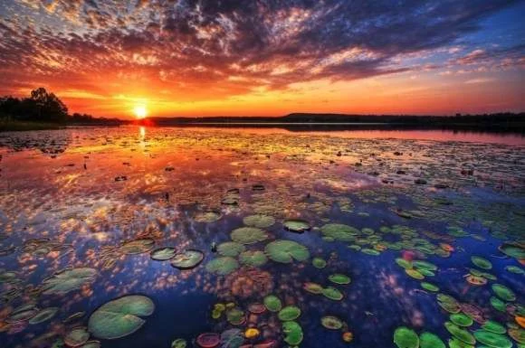sunset lillypad.webp