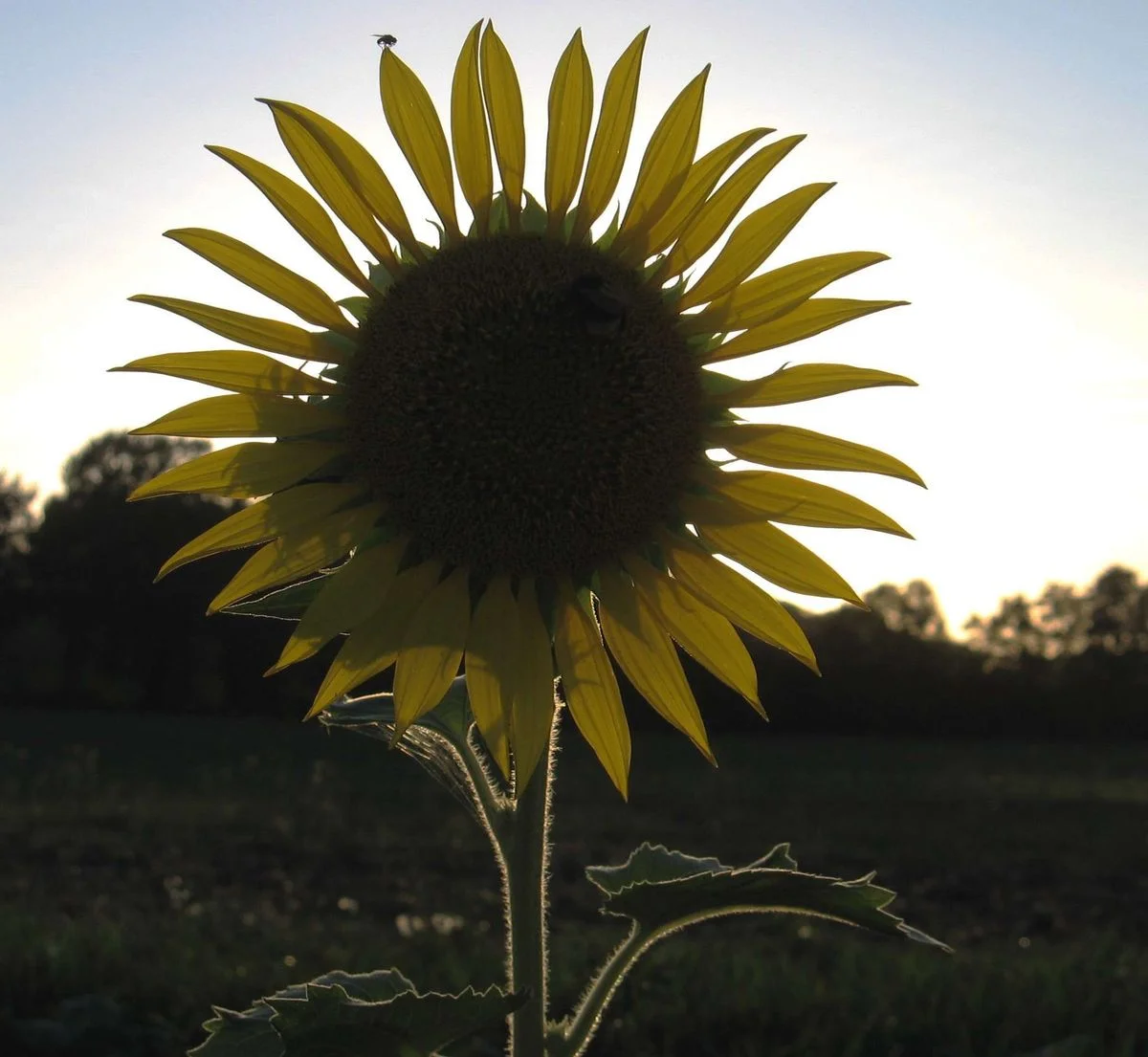 Sunset sunflower (with fly).webp