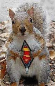 supersqui.webp