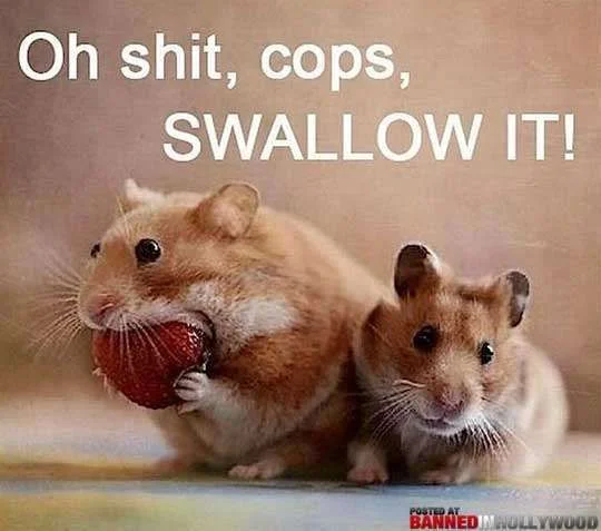 swallow-it-1.webp