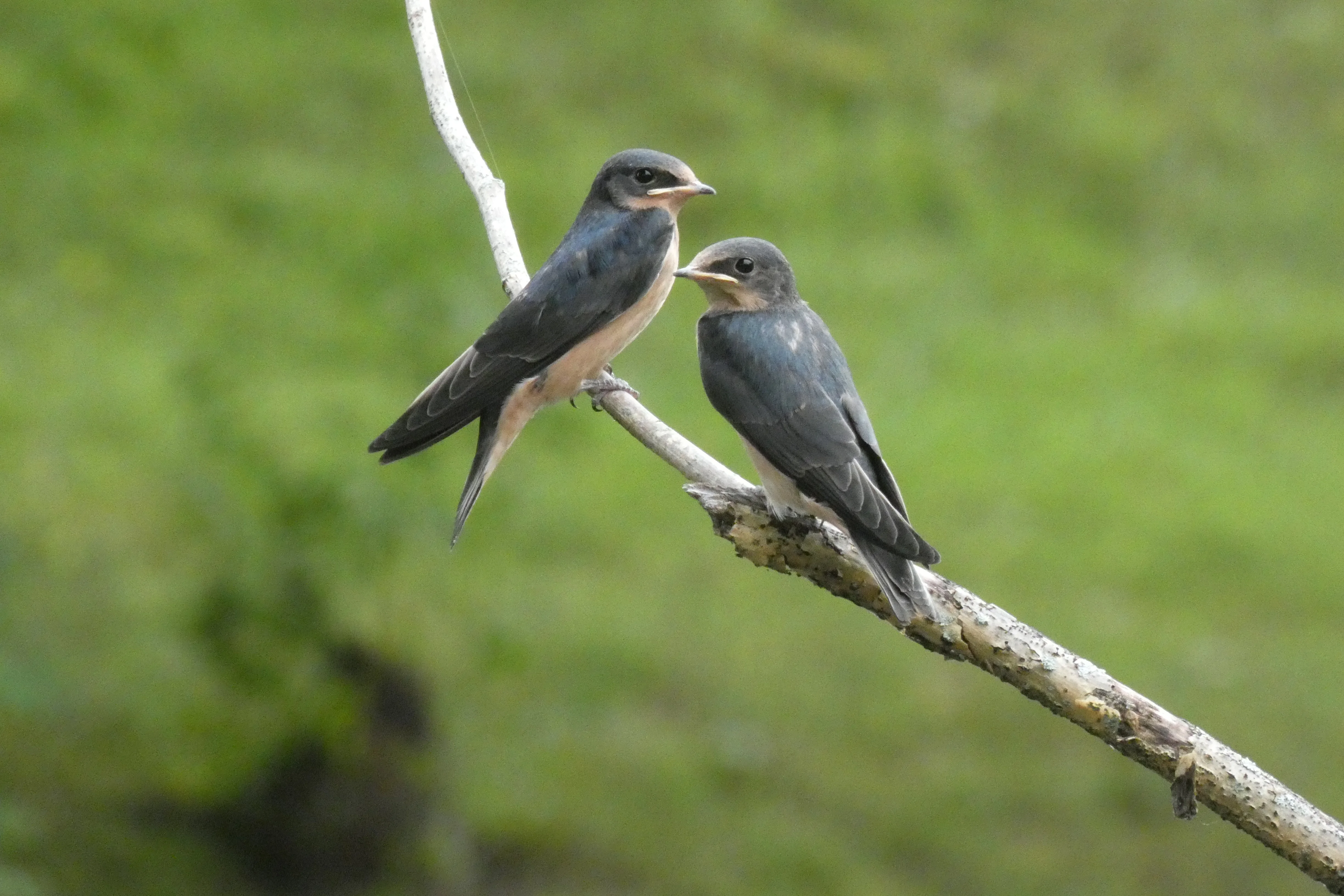 swallows_1.webp
