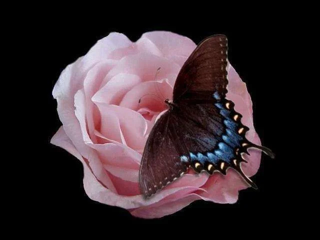 swallowtail with pink rose 2.webp