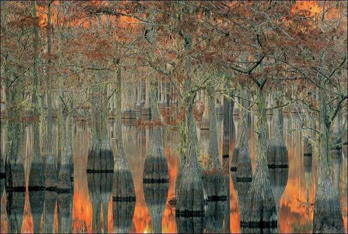swamp-land-trees-sunset.webp