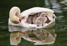 Swan and babies.webp
