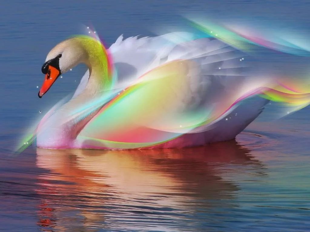 swan.webp