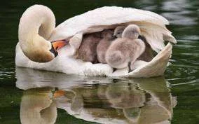 swans.webp
