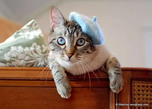sweetie_cutie_kitty.webp