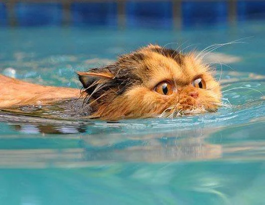 swimmingcat.webp