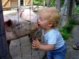 Swine flu.webp