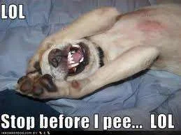 Syop before I pee.webp
