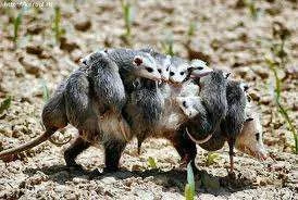 teamwork.webp