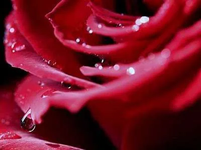 Tears-on-rose.webp