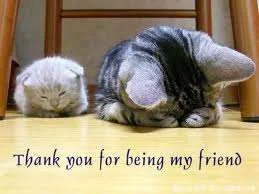 Thank you for being my friend.webp