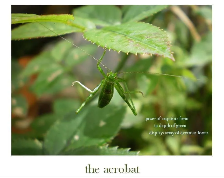 the acrobat c.webp