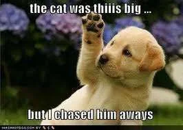the cat was this big.webp