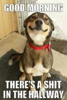 There\'s a sht in the hallway.webp