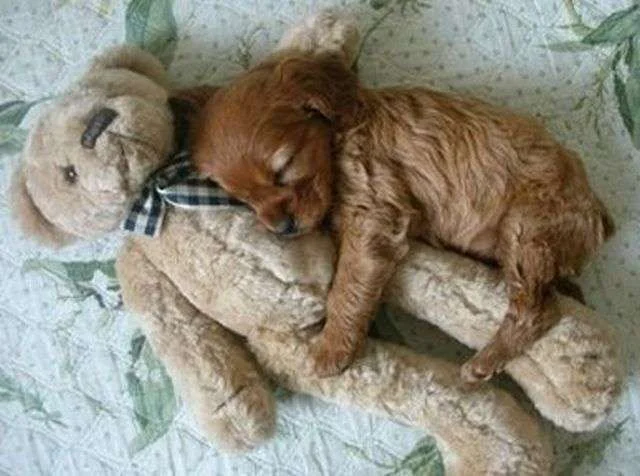 these_funny_animals_658_640_02_these_funny_animals_2011_04_06-s640x476-157155.webp