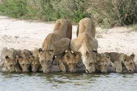 Thirsty lions.webp