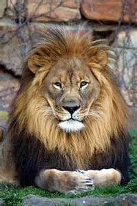 thoughtful lion.webp