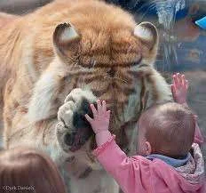 Tiger and baby holding hands.webp
