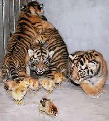 Tiger chicks.webp